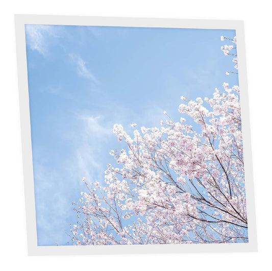 Spot de plafond Blanc et Rose a presence elegante et lumiere agreable 4000K